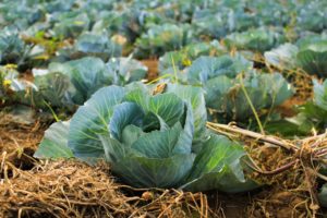 article_savoy_cabbage_2